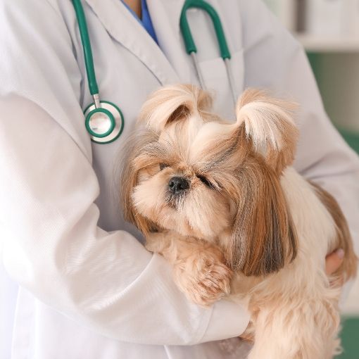 Yavru Kedi Ve Köpeklerde İlk Aşı Takvimi Ve Parazit Uygulamaları Hakkında Bilinmesi Gerekenler