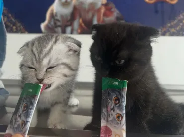 Afyon Kedi Aşısı