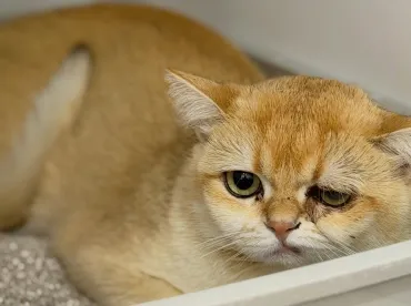 Afyon Kedi Göz Tedavisi