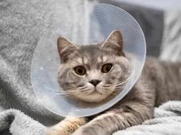 Afyon Kedi Kısırlaştırma