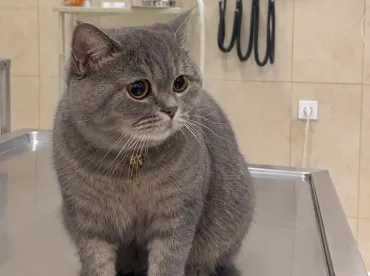 Afyon Kedi Parazit Tedavisi