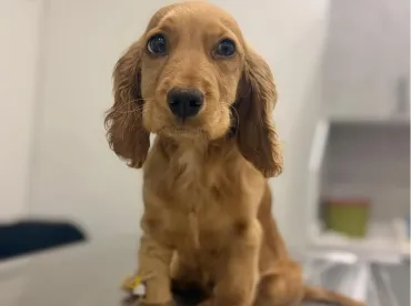Afyon Köpek Aşısı