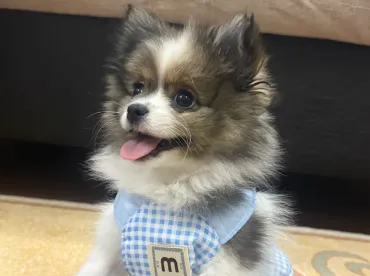 Afyon Köpek Kısırlaştırma