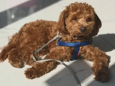 Afyon Köpek Muayenesi